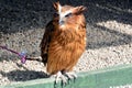 Malay Fish Owl Royalty Free Stock Photo