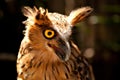 Malay Fish Owl (Bubo ketupu) Royalty Free Stock Photo