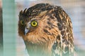 Malay fish owl (Ketupa ketupu) in the cage at zoo at Miri. Borneo.Sarawak.