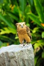 Malay fish owl Royalty Free Stock Photo