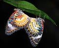 Malay Lacewing Butterflies