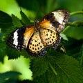 Malay Lacewing Butterfly