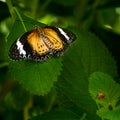 Malay Lacewing Butterfly