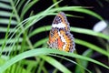 The Malay Lacewing Butterfly