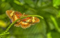 Malay lacewing butterfly portrait close up