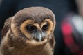 A malay owl closeup in a falcrony in saarburg, copy space Royalty Free Stock Photo