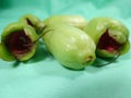 Malay rose apple fruit bud Royalty Free Stock Photo