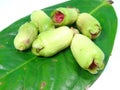 Malay rose apple fruit bud Royalty Free Stock Photo