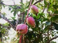 Malay rose apple, rose apple, or Syzygium malaccense