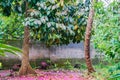 Malay rose apple tree and ground covered with its flowers. Syzygium malaccense. Zanzibar, Tanzania