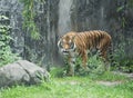 Malay Tiger in Zoo Royalty Free Stock Photo