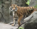 Malay tiger in zoo Royalty Free Stock Photo