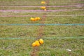 Malay traditional game - ping pong balls