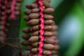 Malaya sealing wax palm fruits, Pinanga malaiana