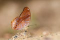 The Malayan Assyrian Butterfly (Terinos clarissa malayana) Royalty Free Stock Photo