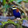 Malayan Banded Pitta Bird