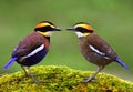 Malayan Banded Pitta Hydrornis guajana lovely pair multiple colors birds perching together on green mo