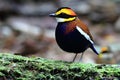 Malayan Banded Pitta male on the green timber Royalty Free Stock Photo
