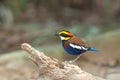 Malayan Banded Pitta Male with stump in nature Royalty Free Stock Photo