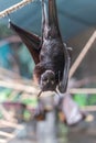 Malayan Bat (Pteropus vampyrus) hanging on a rope