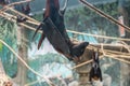 Malayan Bat (Pteropus vampyrus) hanging on a rope