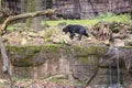 The Malayan bear also called honeybear on research in his habitat in the zoo