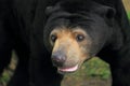 Malayan bear detail Royalty Free Stock Photo