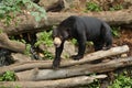 Malayan bear in the nature habitat