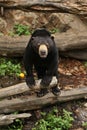 Malayan bear in the nature habitat