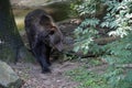Malayan bear in the Ouwehand Zoo Holland Royalty Free Stock Photo