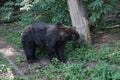 Malayan bear in the Ouwehand Zoo Holland