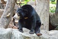 Malayan bear