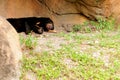Malayan bear sleeping Royalty Free Stock Photo