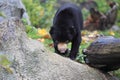 Malayan bear Royalty Free Stock Photo