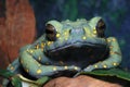 Malayan brown toad Royalty Free Stock Photo