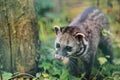 Malayan civet