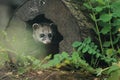 Malayan civet Royalty Free Stock Photo