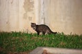 Malayan civet Royalty Free Stock Photo