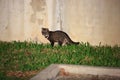 Malayan civet Royalty Free Stock Photo