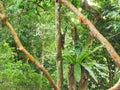 Malayan colugo Royalty Free Stock Photo