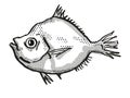 Malayan Deepsea Boarfish Australian Fish Cartoon Retro Drawing Royalty Free Stock Photo