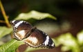 The Malayan eggfly or Crow eggfly at Antipa Museum in Bucharest