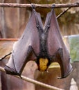 Malayan flying fox bat Royalty Free Stock Photo
