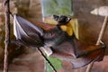 Malayan flying fox bat Royalty Free Stock Photo