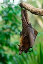 Malayan flying fox Royalty Free Stock Photo