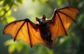 Malayan flying fox hangs with outstretched glowing wings in rich green forest. This large fruit bat eats nectar flowers and Royalty Free Stock Photo