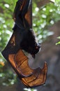 Malayan Flying Fox Royalty Free Stock Photo