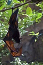 Malayan Flying Fox Royalty Free Stock Photo