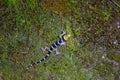 Malayan Forest Gecko, Banded bent-toed gecko climbing on moss at night in Malaysia