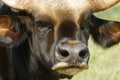 Malayan Gaur Royalty Free Stock Photo